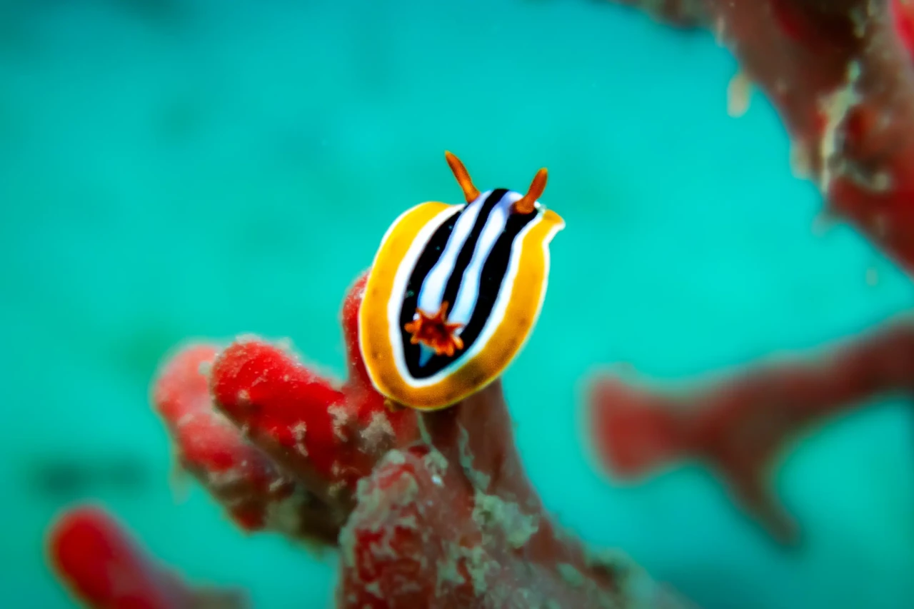 Unterwasserkameramann_06.webp