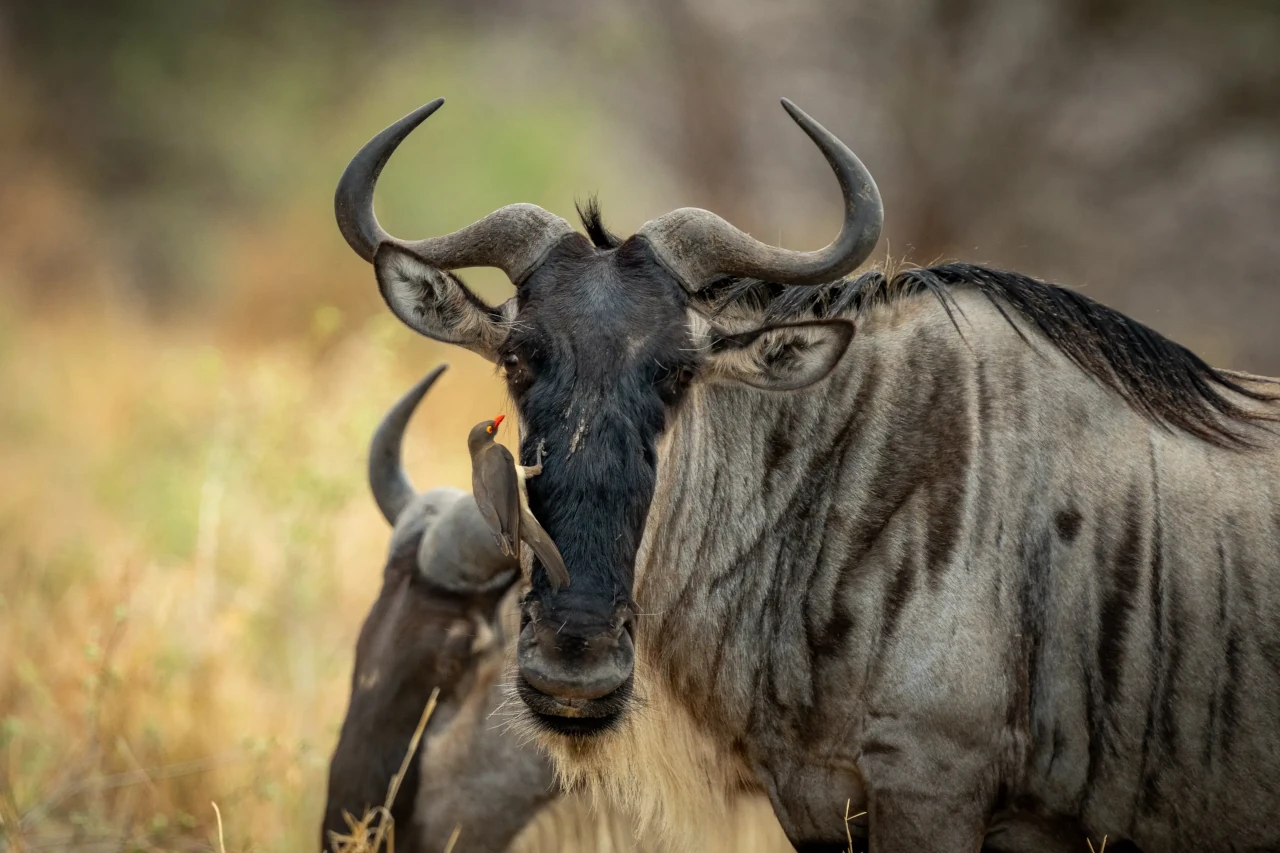 Wildlife_01.webp