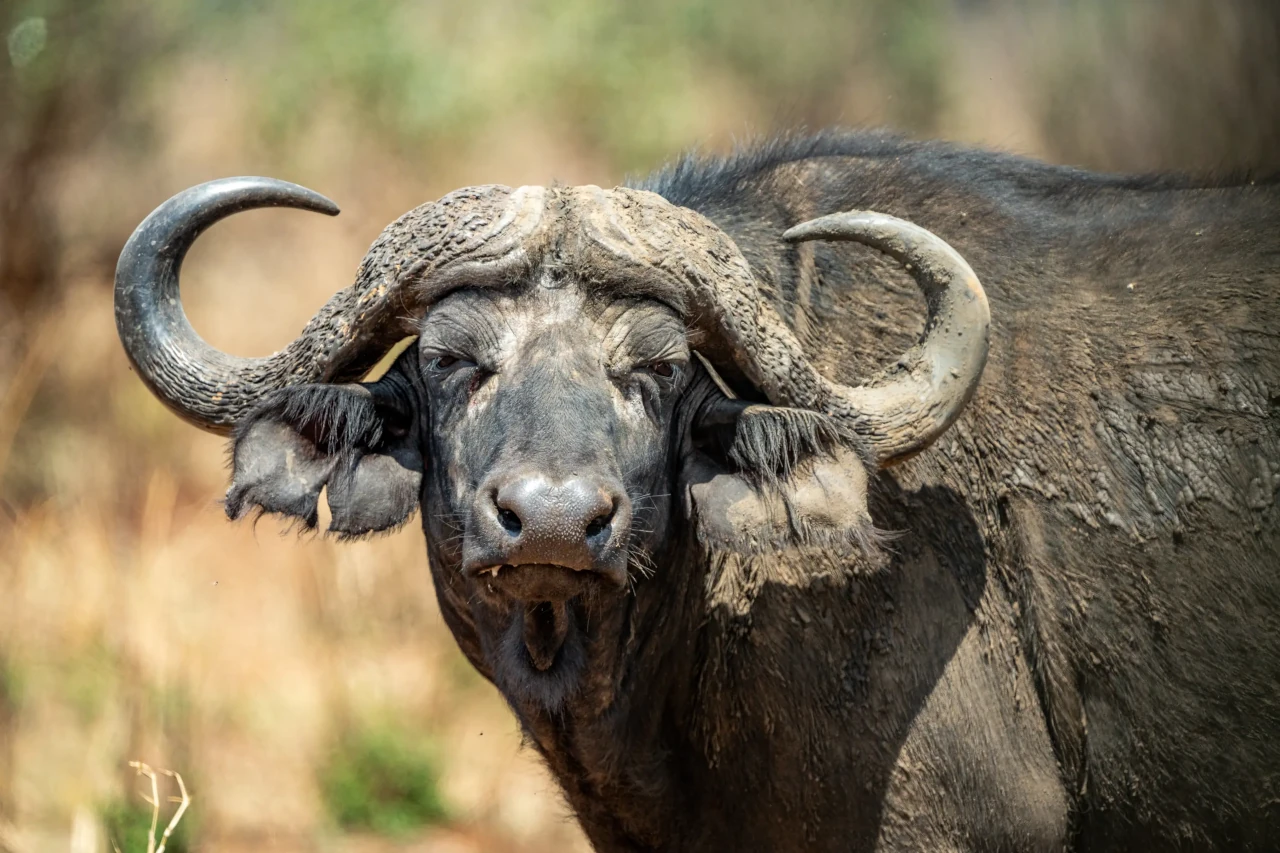 Wildlife_01a.webp