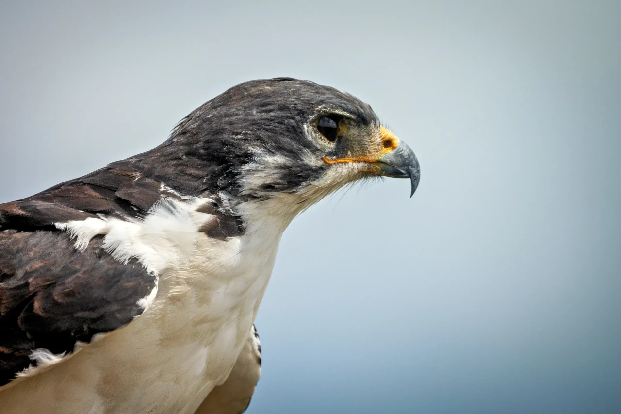 Wildlife_02.webp