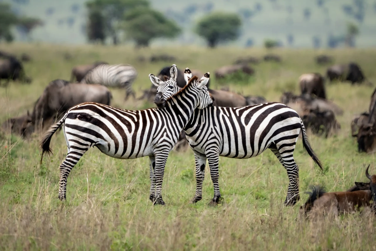 Wildlife_03a.webp