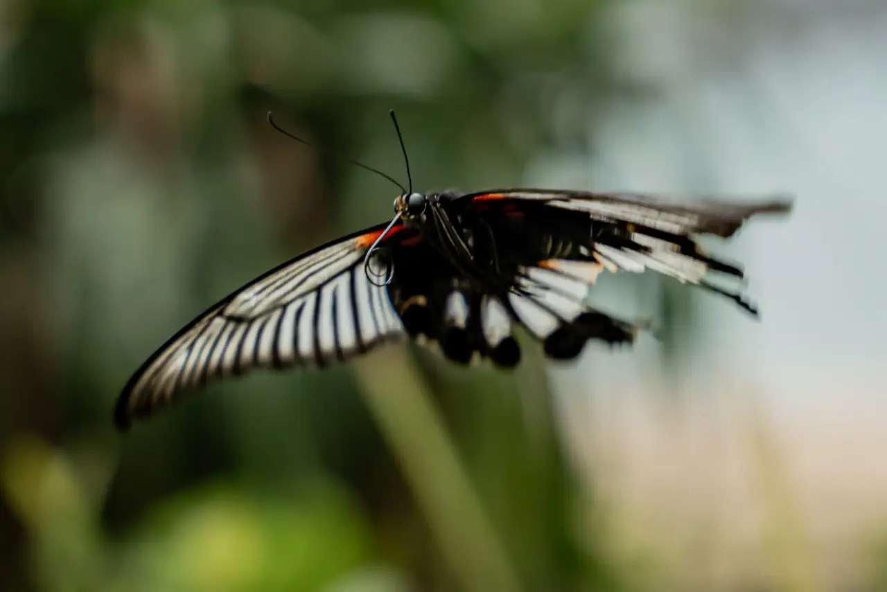 Wildlife_04.webp